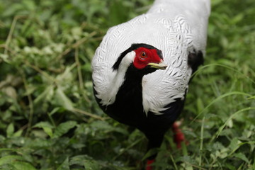 Close Up Copper Pheasant, Lady Amherst Pheasant, Silver Belly , Simple but Elegance Bird , China