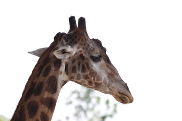 Close up Giraffe's Face