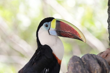 Close up Toco Toucan Bird