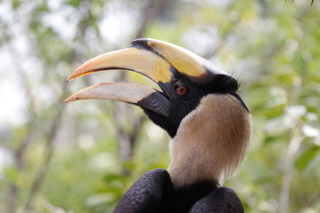 Close up Horn Bill Bird