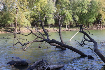 tree on the river