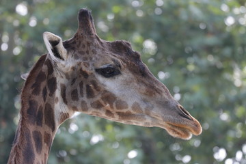 close up of giraffe head