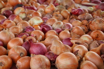 A load of fresh onions on the counter.