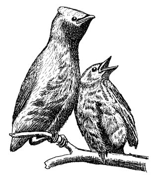 recommend clip art: Cedar Waxwing, vintage illustration.
