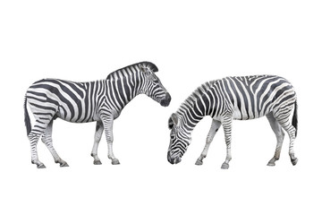 zebra wildlife isolated on white background with clipping path