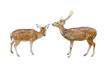 Chital or Axis deer isolated on white background with clipping path