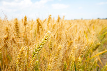 Fototapeta premium The wheat fields are under the blue sky and white clouds