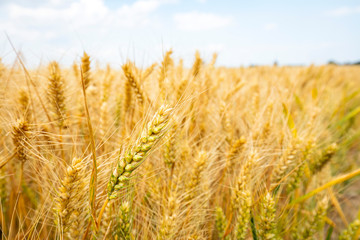 The wheat fields are under the blue sky and white clouds