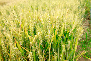 Fototapeta premium The wheat fields are under the blue sky and white clouds
