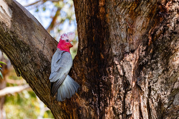 Wild parrot on tree