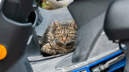 stray cat stay on a motorcycle