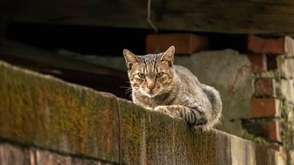 cautiously stray tabby cat