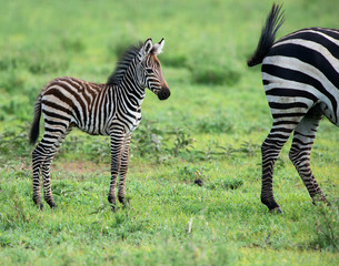 Baby Zebra © Jason