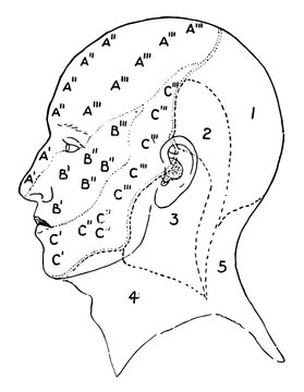 head diagram showing nerves and areas clip art preview
