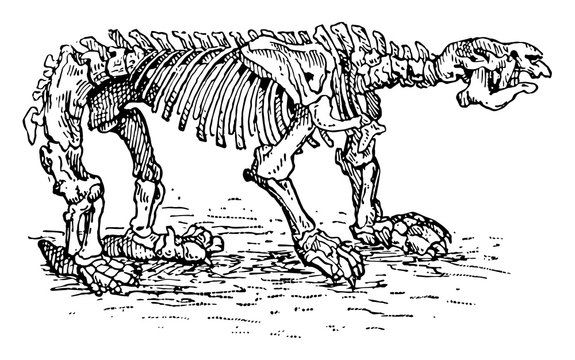 recommend clip art: Megatherium Skeleton, vintage illustration.