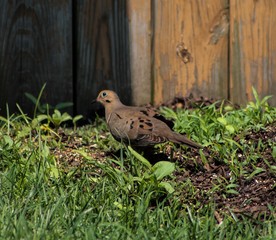 A brown pigeon walking through the grass and mulch