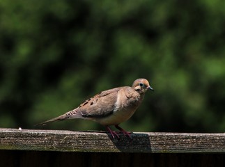 A brown pigeon standing on a wooden fence