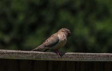 A brown pigeon scratching itself on a wooden fence