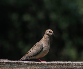 A brown pigeon on wooden fence