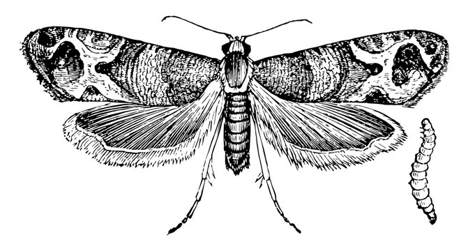 European Grapevine Moth, vintage illustration.