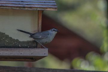 Grey catbird standing on bird feeder