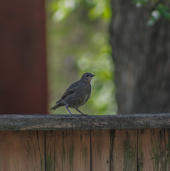 Grey catbird on wooden fence