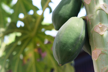 Papaya Fruits of Papaya tree in garden.Nature fresh green papaya on tree with fruits.
