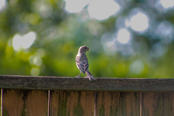 Housebird on Wooden Fence Looking Sideways