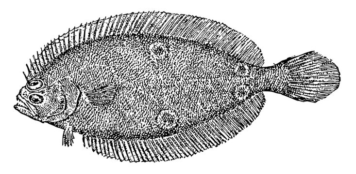 recommend clip art: American Fourspot Flounder, vintage illustration.