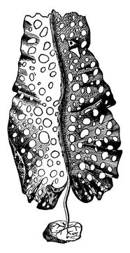 black and white seaweed drawing clip art preview