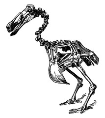 Dodo Skeleton, vintage illustration. © Morphart