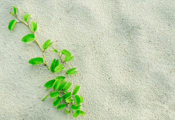 High Angle View Of Green Plant On White Sand