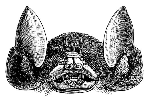 Bat Head, Vintage Illustration.