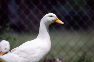 closeup of duck profile