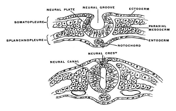 Development Of Neural Tube, Vintage Illustration.