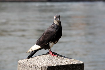 Wild pigeon closeup on Roosevelt Island, NYC