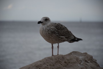White seagull standing on rocks at shore, closeup, overcast, Piran, Slovenia
