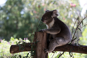 The Australian Koala (Phascularctos cinereous) 	