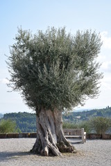 An olive tree overlooking a valley in Piran, Slovenia, blue skies, light clouds