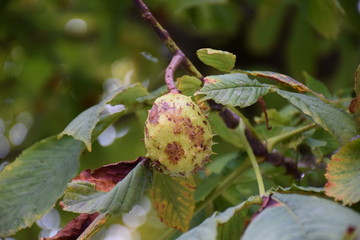 Closeup of green and brown chestnut on tree branch