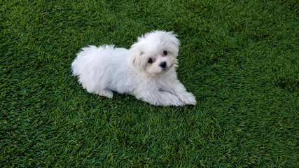 Puppy on grass