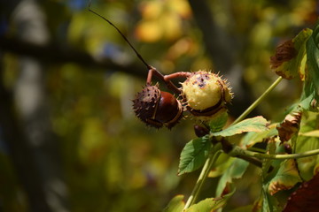 Brown and green chestnuts on tree branch against blurry tree backdrop