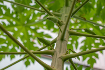 Small papaya on the tree.