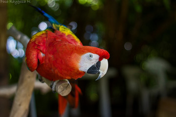 Guacamaya roja sobre palo mirando de perfil