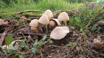 Mushrooms that look like elf houses