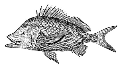 Black Grunt, vintage illustration.