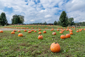ハロウィーンのかぼちゃ