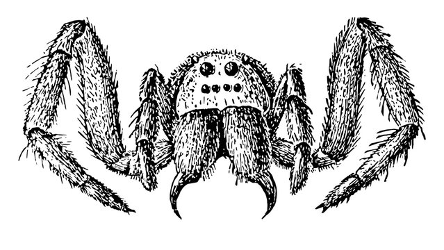 Tarantula Wolf Spider, vintage illustration..