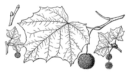 Branch of American Sycamore vintage illustration.