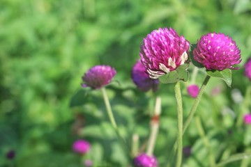 flowers in the garden